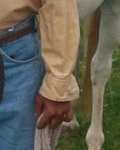 Man, 70. horseguy58